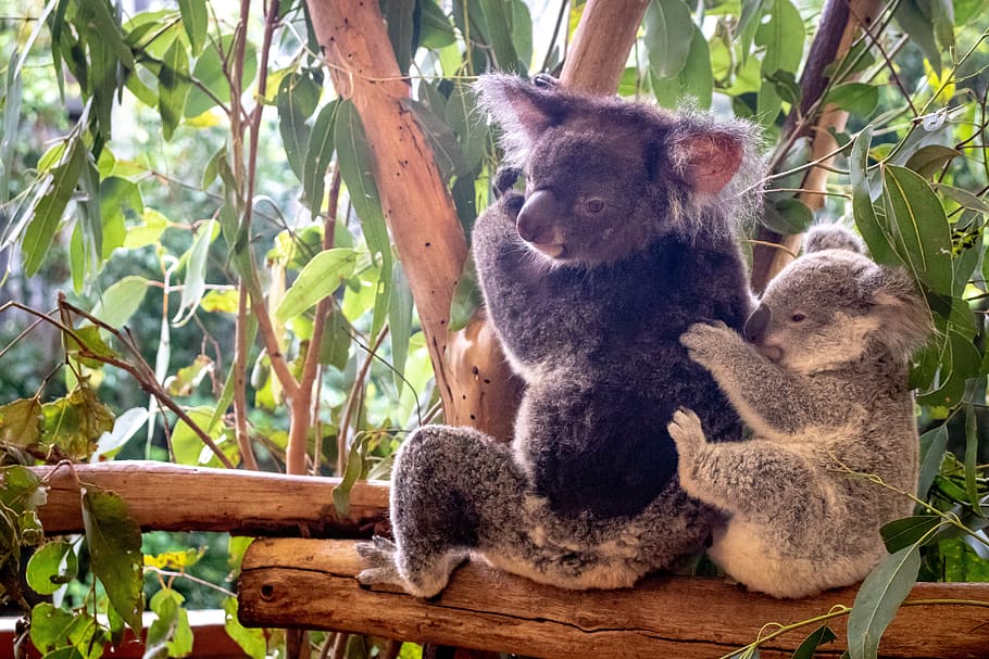 koala, australia, lindo, naturaleza, vida silvestre, oso, árbol, dormir, marsupial, bebé