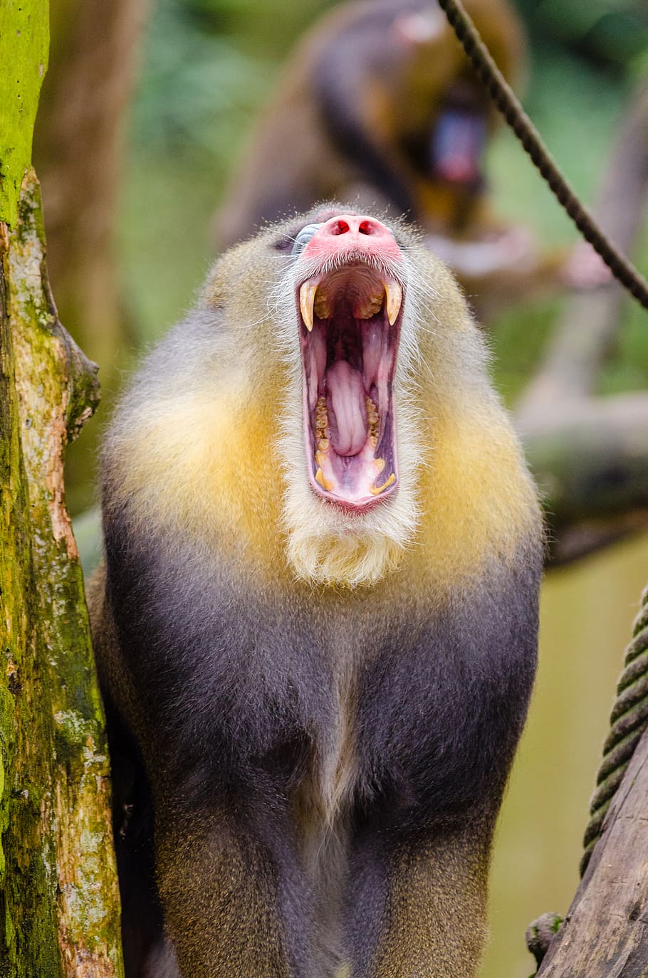 Mandrill, yawning monkey, animal themes, animals in the wild, animal, primate, animal wildlife, one animal, mammal, monkey
