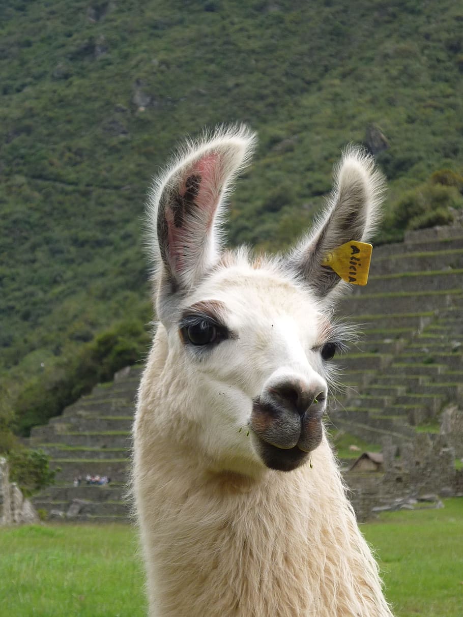 Lhama, Peru, Vale Sagrado, Machu Picchu, retrato, alpaca, andes, animal, mamífero, natureza