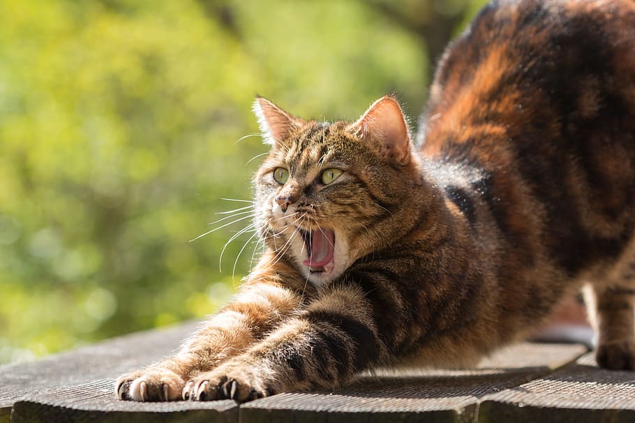 cat, wood planks, tired, yawn, stretch, relaxed, domestic cat, rest, pet, sleep