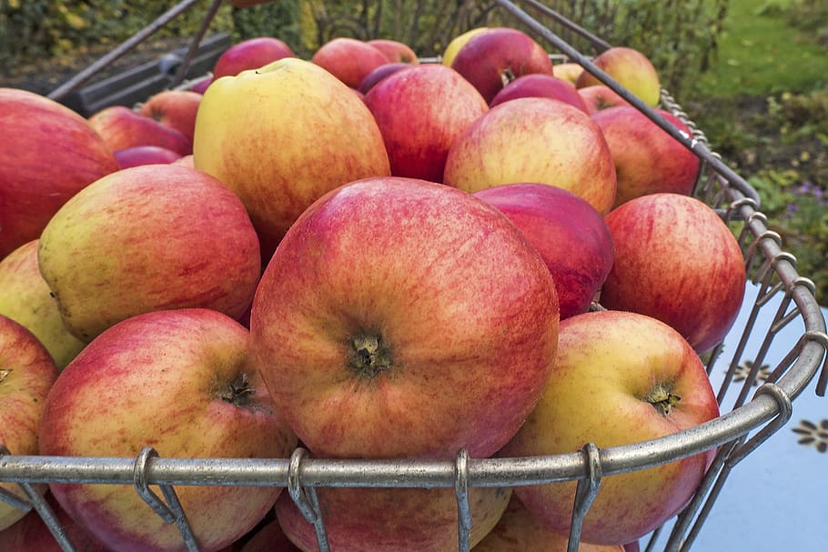 apple, boskoop, pome fruit, summer apple, fruit, healthy, ripe, nutrition, garden fruit, boskop