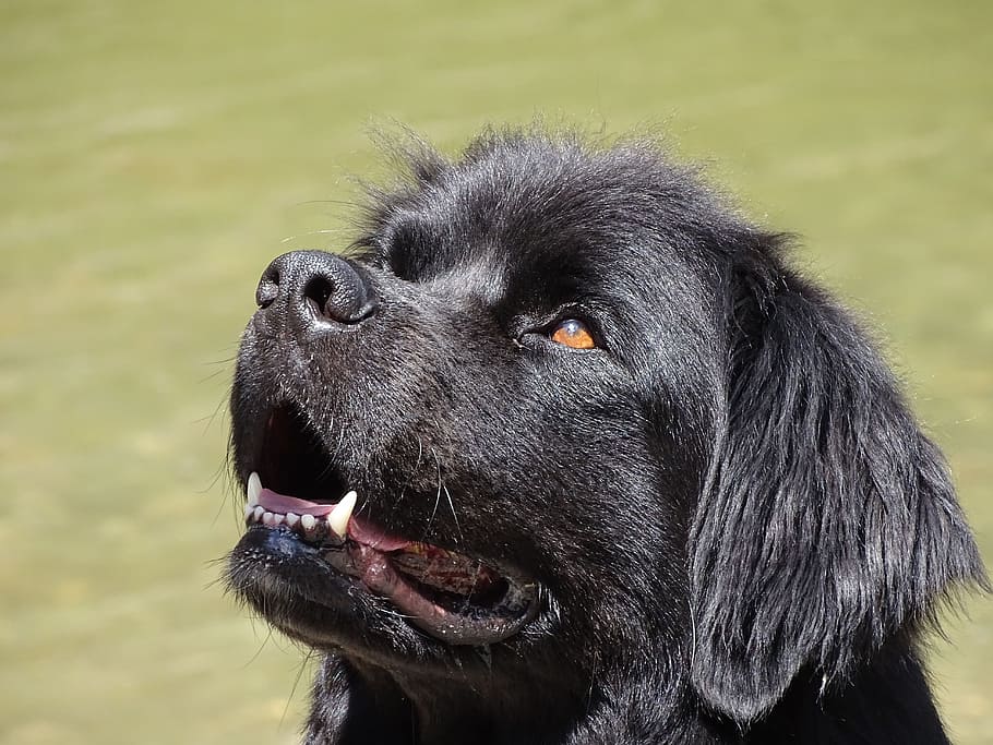 black, flat-coated retriever puppy, selective, focus photography, Newfoundland, Dog, newfoundland, dog, german longhaired pointer, male, pet