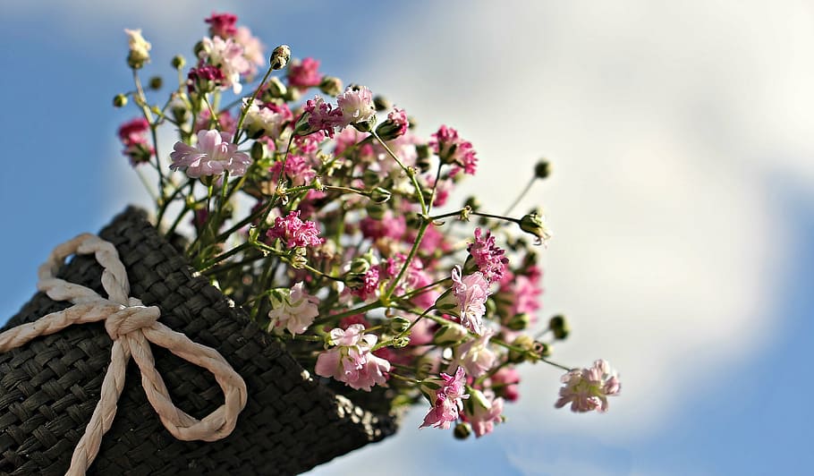 blanco, rosa, ramo, flores, bolsa de semillas de gypsofilia, gypsophila, bolsa, flor ornamental, planta ornamental, naturaleza