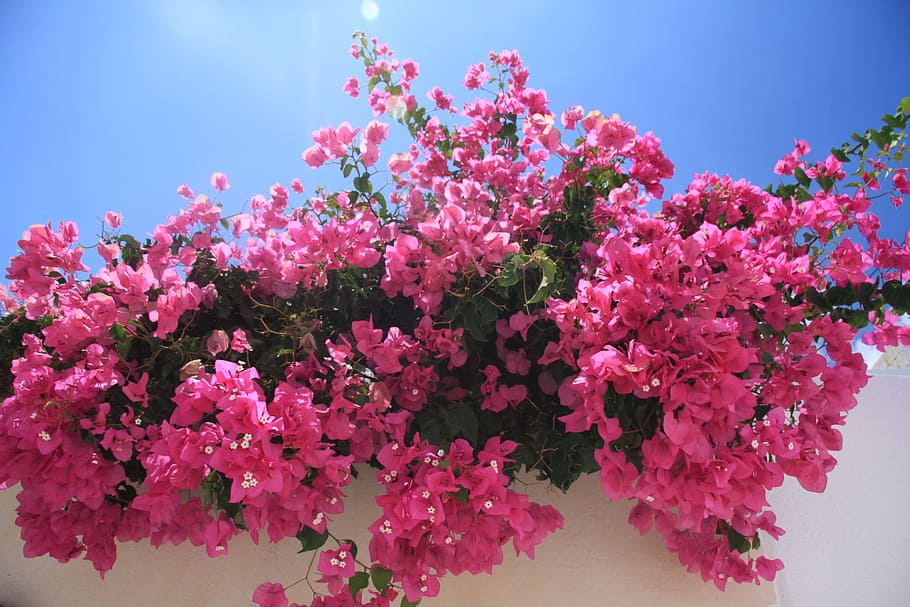 pink, bougainvillea flowers, bloom, daytime, flowers, bougainvillea, blossom, flora, ornamental, greek island