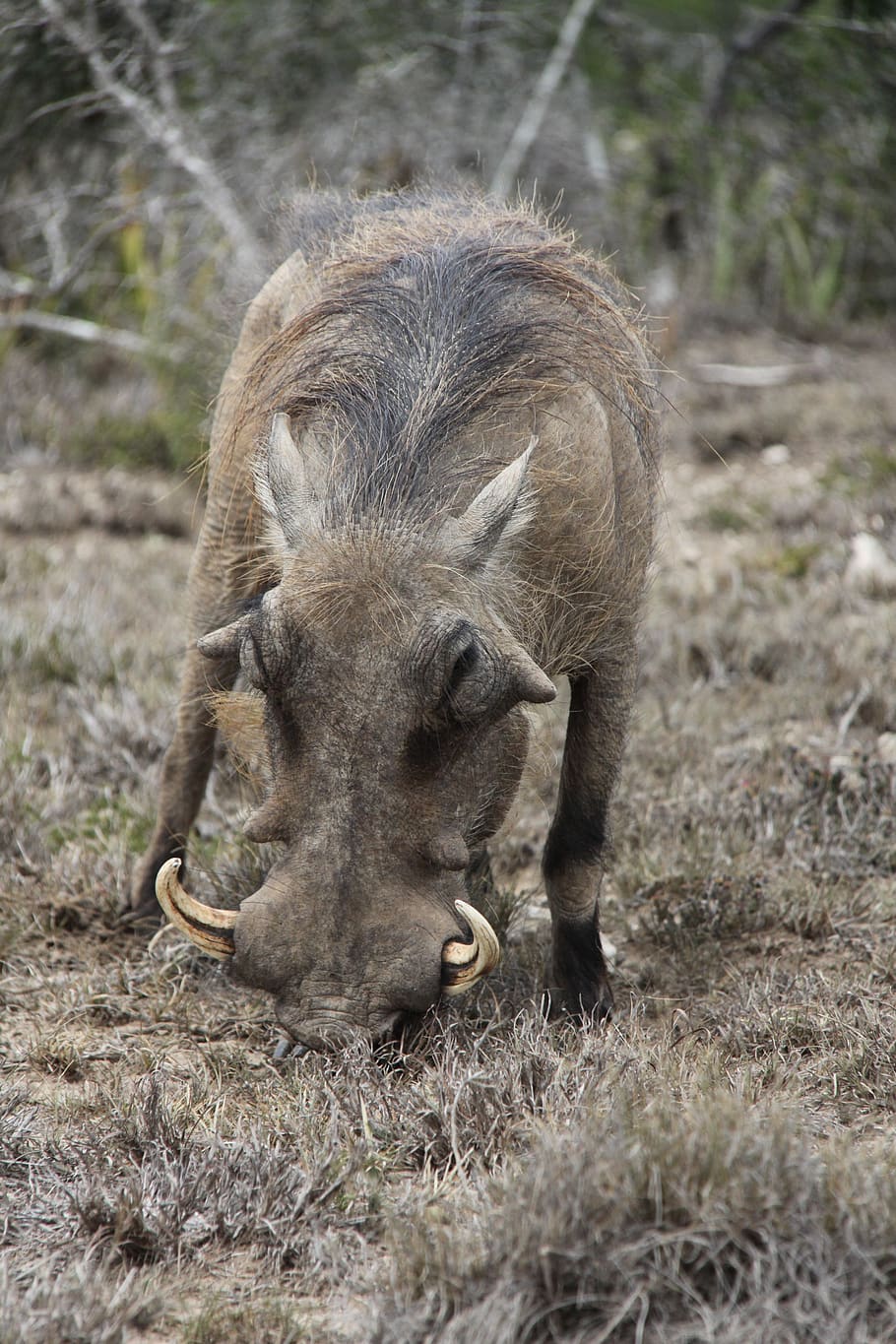 warthog, tusks, south africa, national, park, boar, ugly, habitat, wild, pig