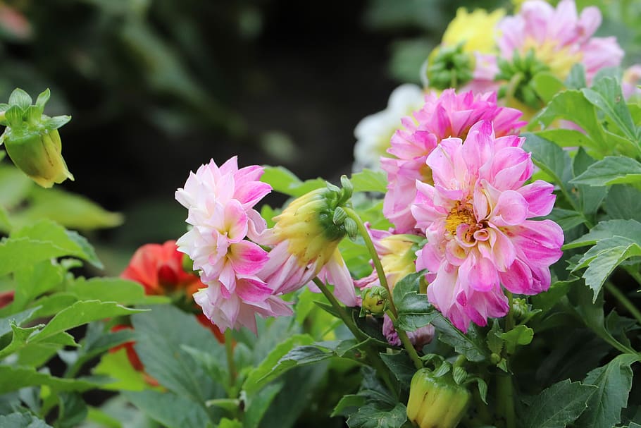 common peony, peony, european common, paeonia officinalis, flower, pink flower, rose, bee, bee flying, insect