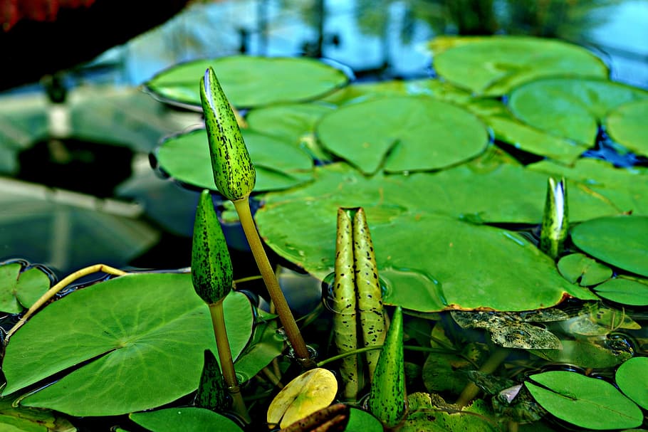 primer plano, brotes jóvenes, lirio de agua gigante bebé, victoria amazonica, Hoja, parte de la planta, color verde, planta, agua, crecimiento