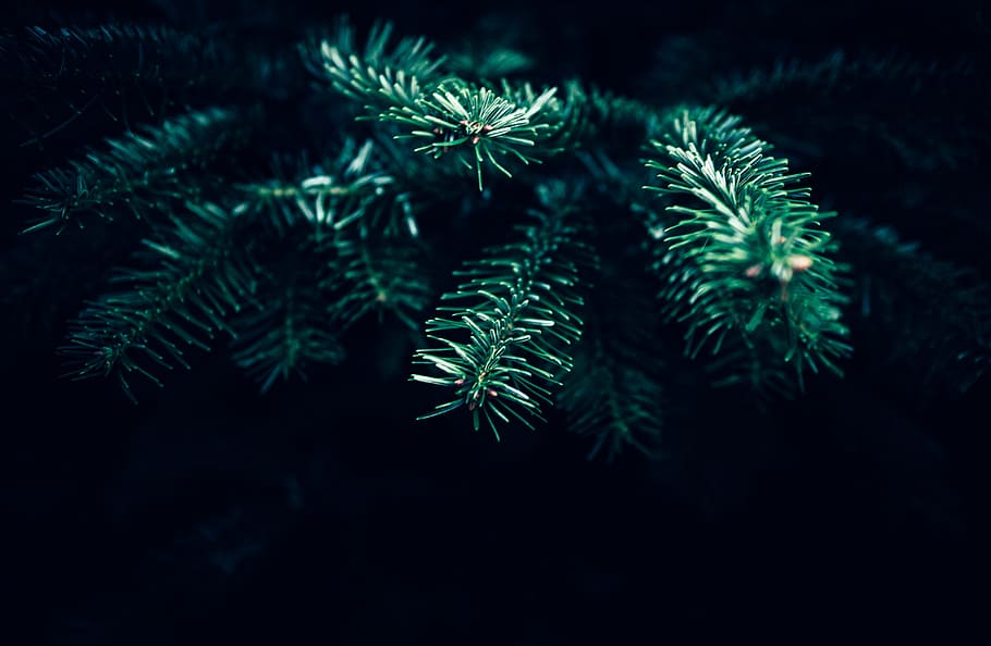 shallow, focus photography, spruce tree, green, digital, plant, dark, christmas, tree, blur