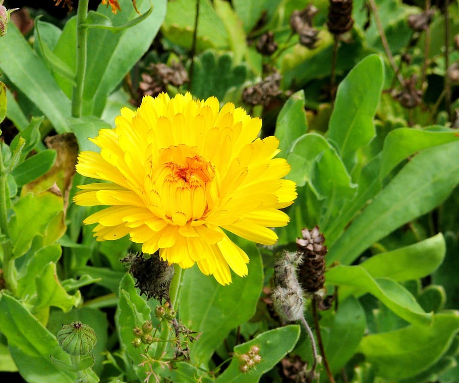 calendula, flower, yellow, nature, plant, insect, summer, petal, flowering plant, fragility