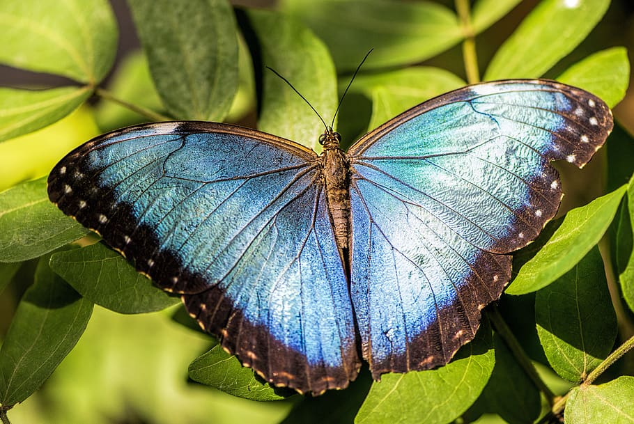 blue morpho, butterfly, south america, wing, nature, animal wing, insect, invertebrate, butterfly - insect, animal themes
