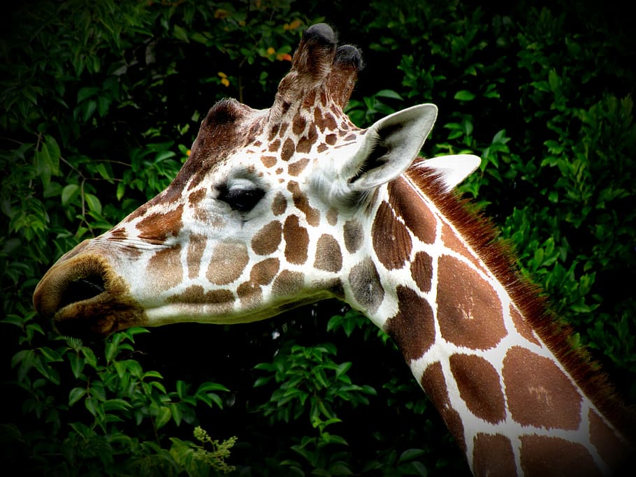 giraffe, head, animal, ears, pattern, africa, nature, brown, white, animal themes