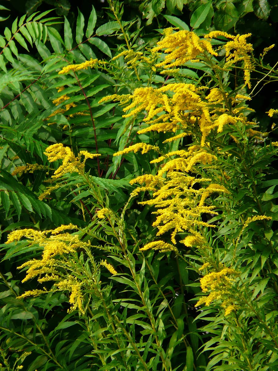 canadian goldenrod, golden rod, bush, plant, yellow, solidago canadensis, flowering plants, asteroid asteraceae, panicle branches, on the vine