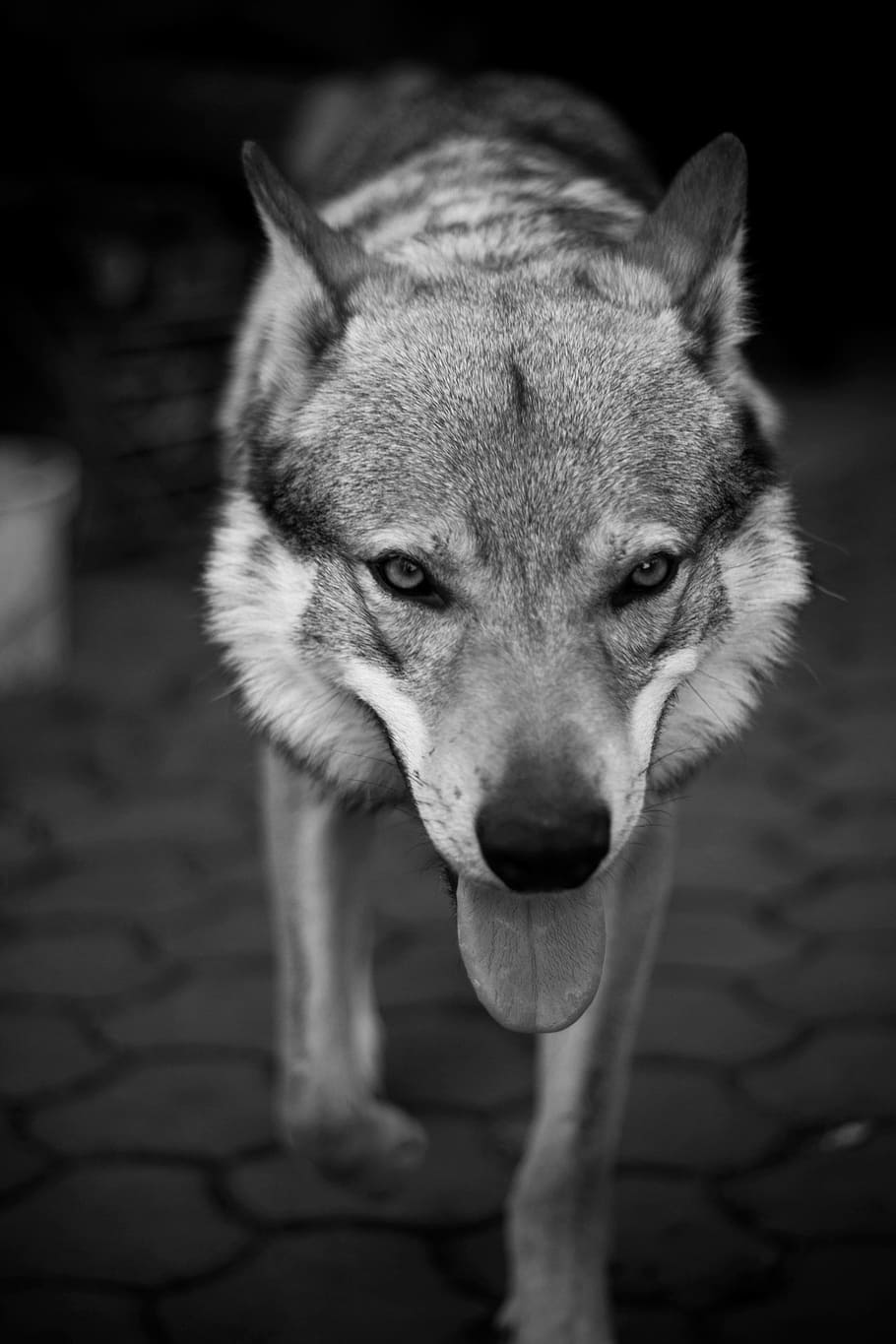 grayscale photography, wolf, dog, pet, big, animal, scary, cat, black and white, face
