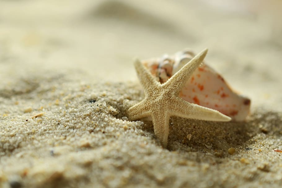 close, focus photo, starfish, white, conch shell, sand, close up, focus, shell, beach