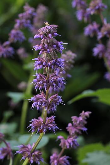 Verde Salvia Antorchas Humeantes Salvia Planta De Jardin Hierba Aroma Violeta Flores Flor Planta Floreciente Pxfuel