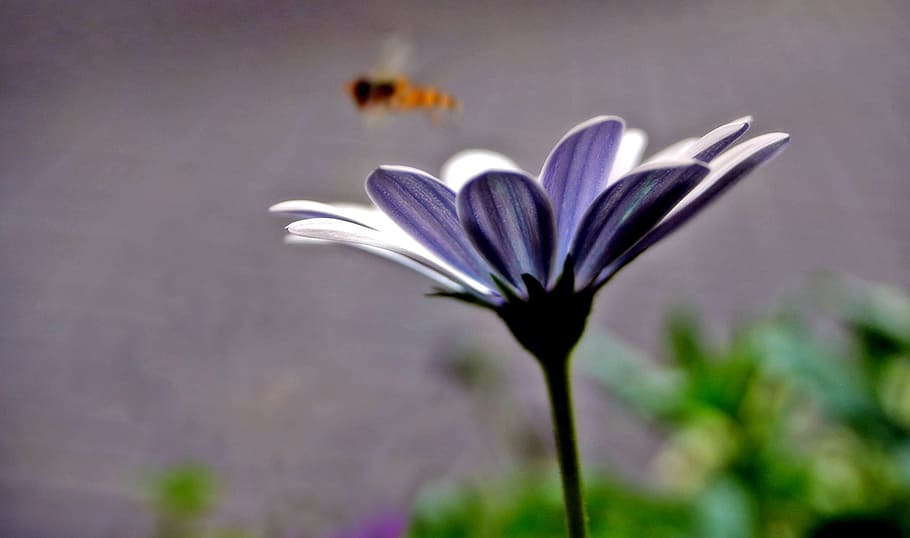 flower, bee, purple, white, gerbera, insect, blossom, bloom, macro, nature