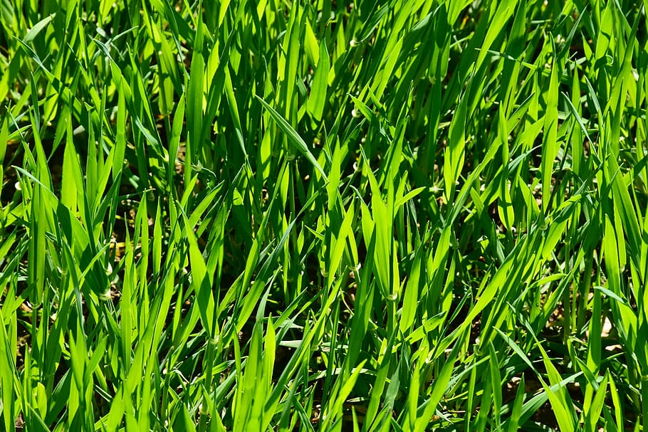 green leafed grasses, grass, plant, growth, leaf, rush, field, meadow, nature, green