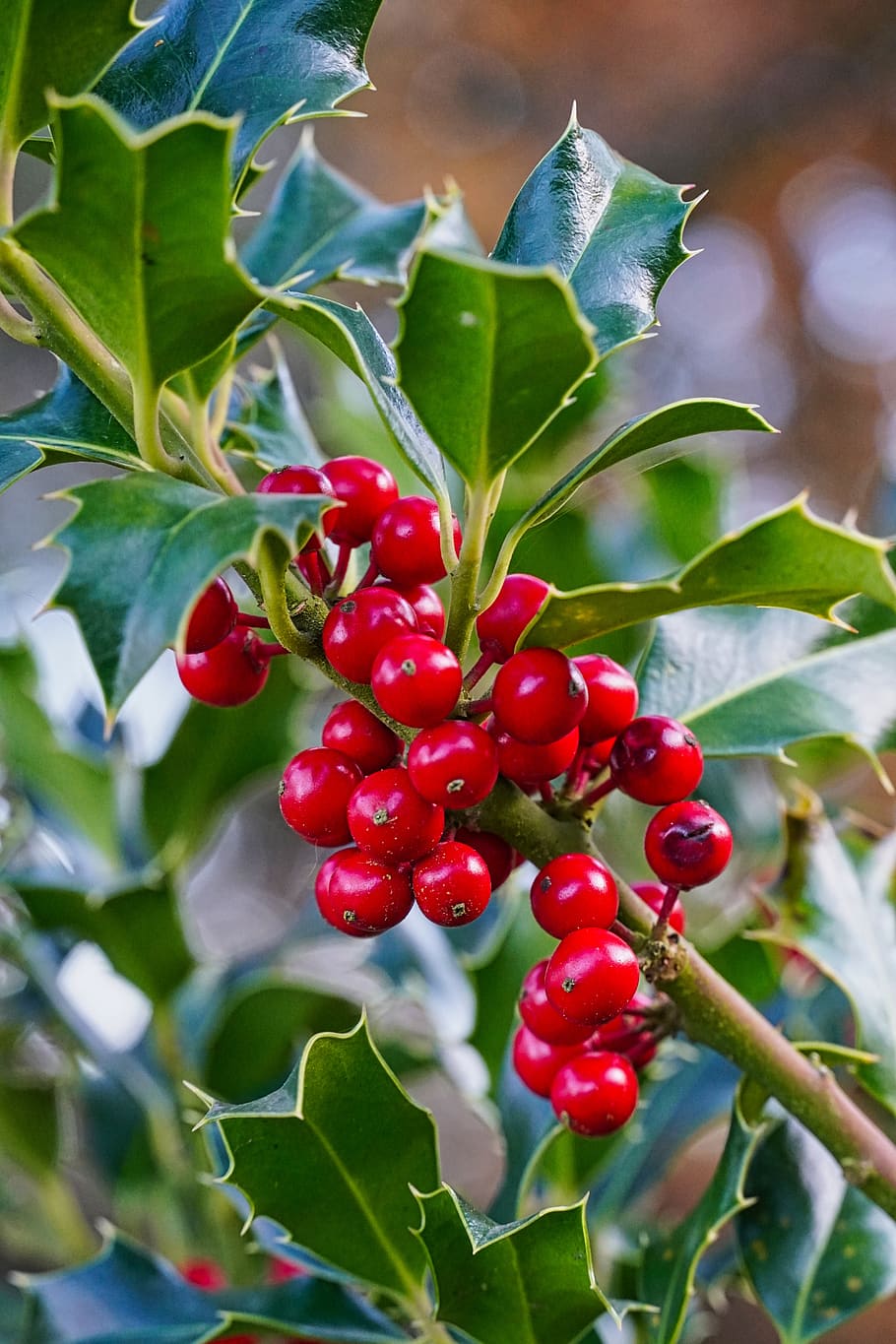 holly, christmas plant, plant, berry, bush, close up, spur, christmas, poisonous plant, red