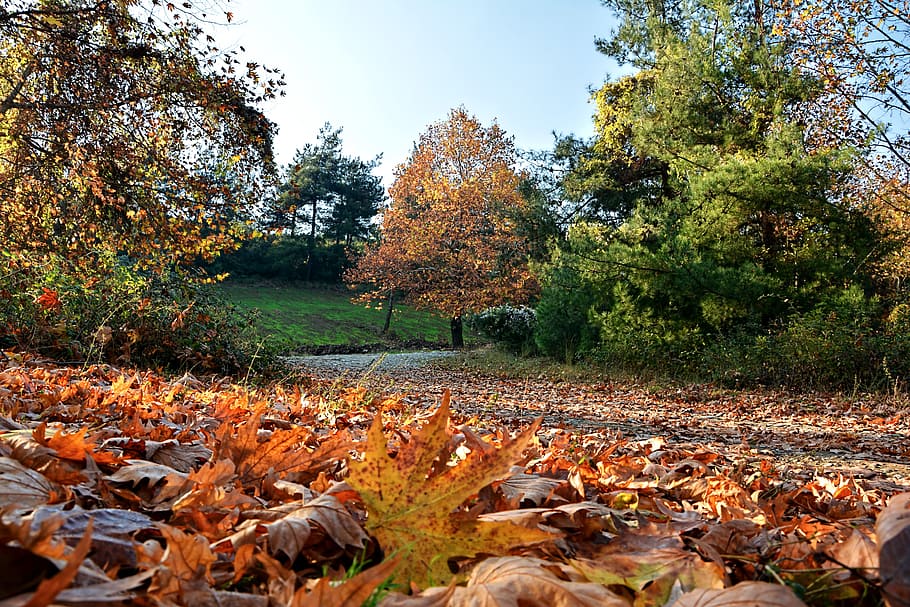 写真, 木, 秋, 季節, 自然, 美しい, 屋外, 風景, 背景, 枯れた葉