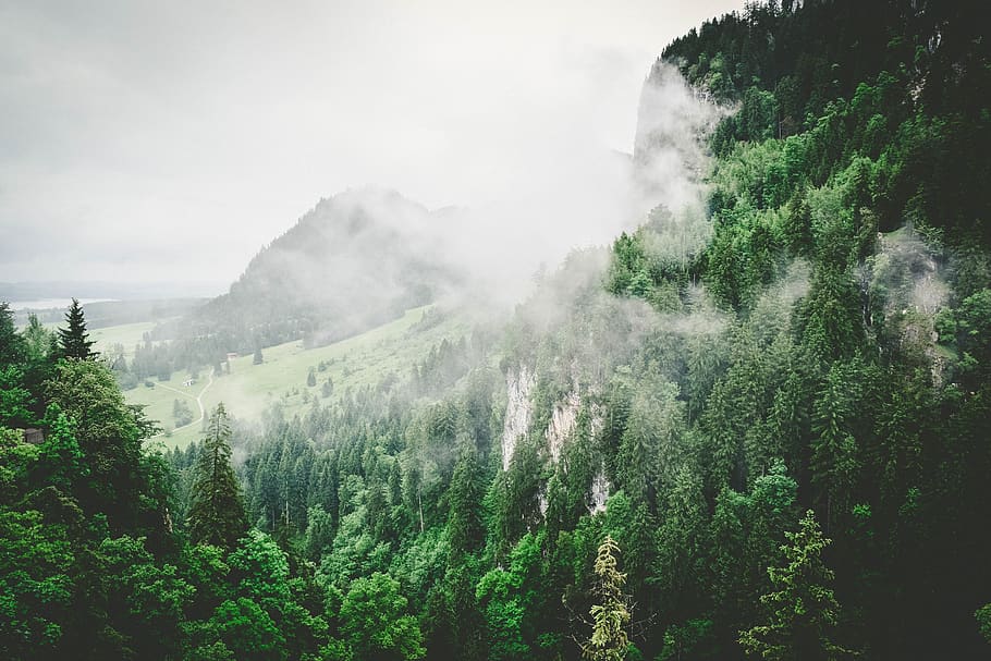 nature, forests, trees, slope, fog, green, white, plant, tree, beauty in nature