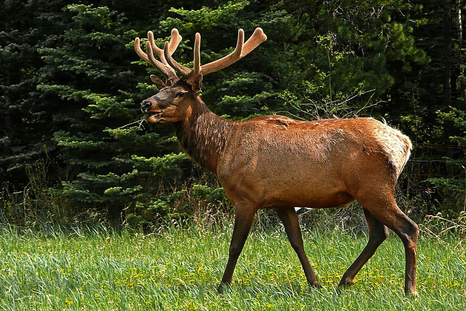 brown reindeer, elk, deer, wildlife, antlers, nature, mammal, rut, herd, banff national park
