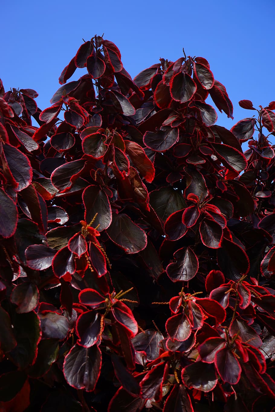 leaves, wine red, purple, bush, red, reddish, acalypha wilkesiana, buntlaubig, euphorbiaceae, spurge family