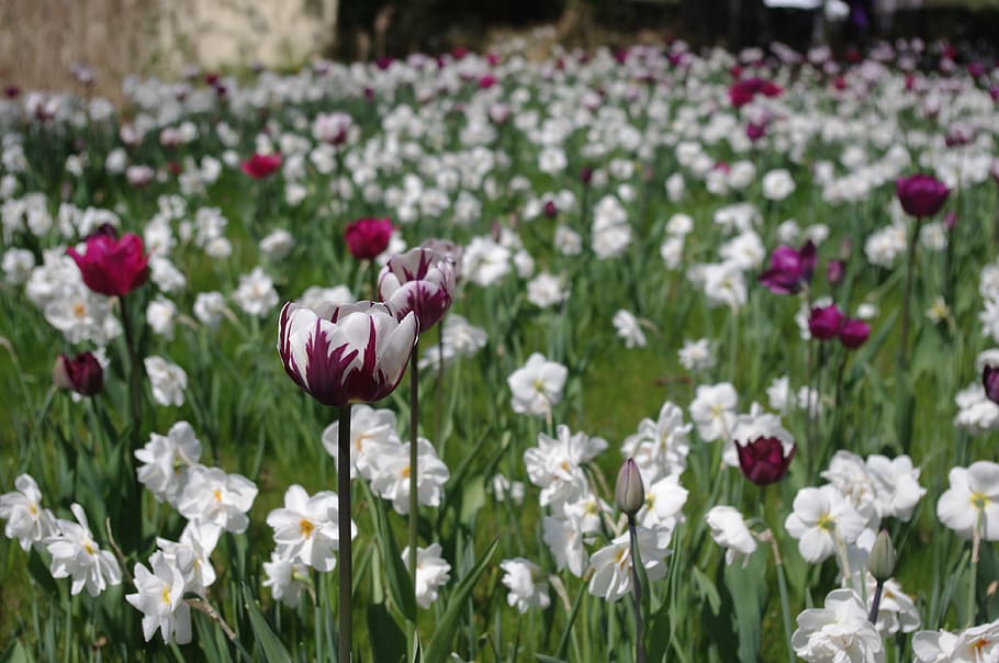 tulipanes morados y blancos, blanco, daffoduks, tulipanes, mar de tulipanes, campo de tulipanes, cama de tulipanes, prado de flores, primavera, tulpenbluete