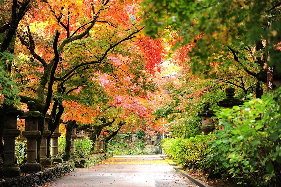árboles, a lo largo, calle, durante el día, otoño, hojas otoñales, templo, planta, árbol, crecimiento