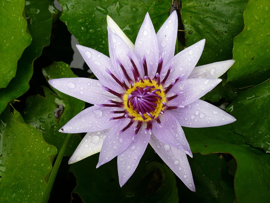 white, purple, flower, water lily, martinique, pond, caribbean, island, water, flowering plant