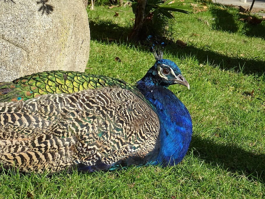 peacock, zoo, bird, nature, animal, color, pride, plumage, blue, feather - Pxfuel