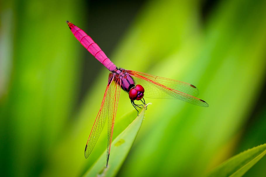 green, leaf, plant, dragonfly, insect, animal, outdoor, garden, invertebrate, animal wildlife