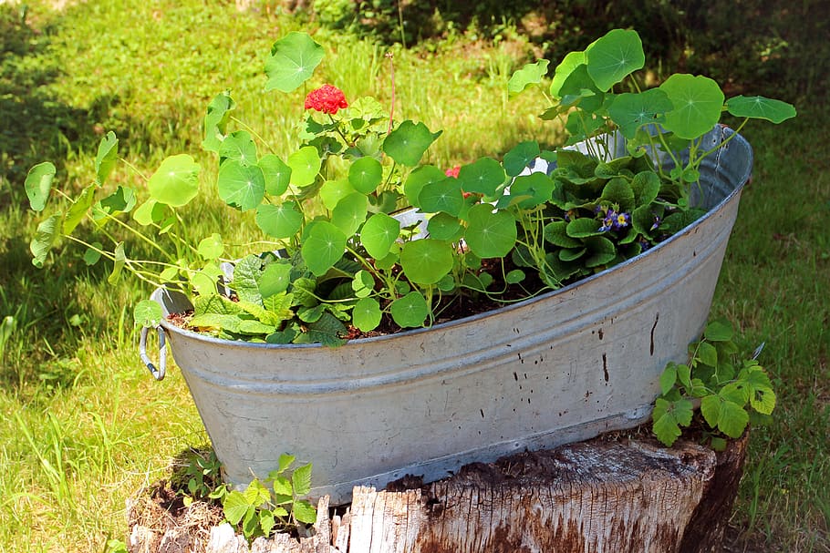tub, flowers, bucket, decoration, planters, deco, alternative, plant, vessel, growth