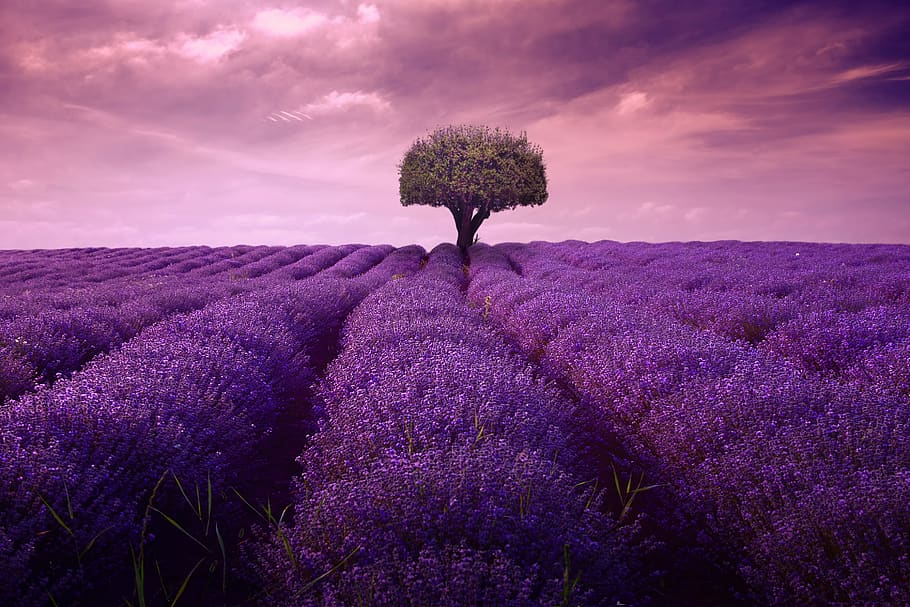 lavender, tree, fineart, plant, garden, purple, summer, spring, violet, flowers