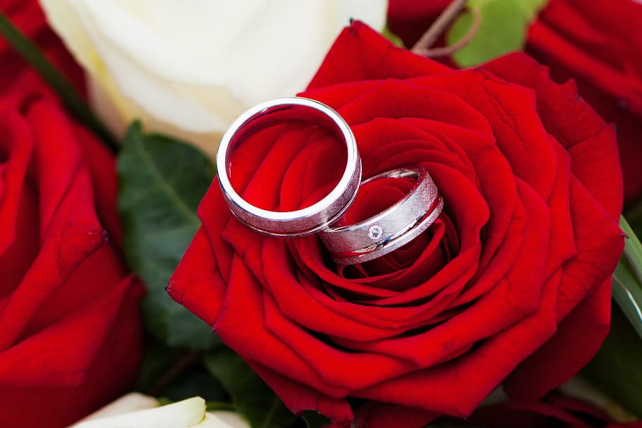 dua, cincin berwarna perak, merah, bunga, mawar, pernikahan, bersama, cinta, romantis, cincin