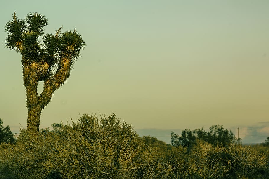 Joshua Tree, Desert, Nature, California, landscape, dry, drought, america, heat, valley