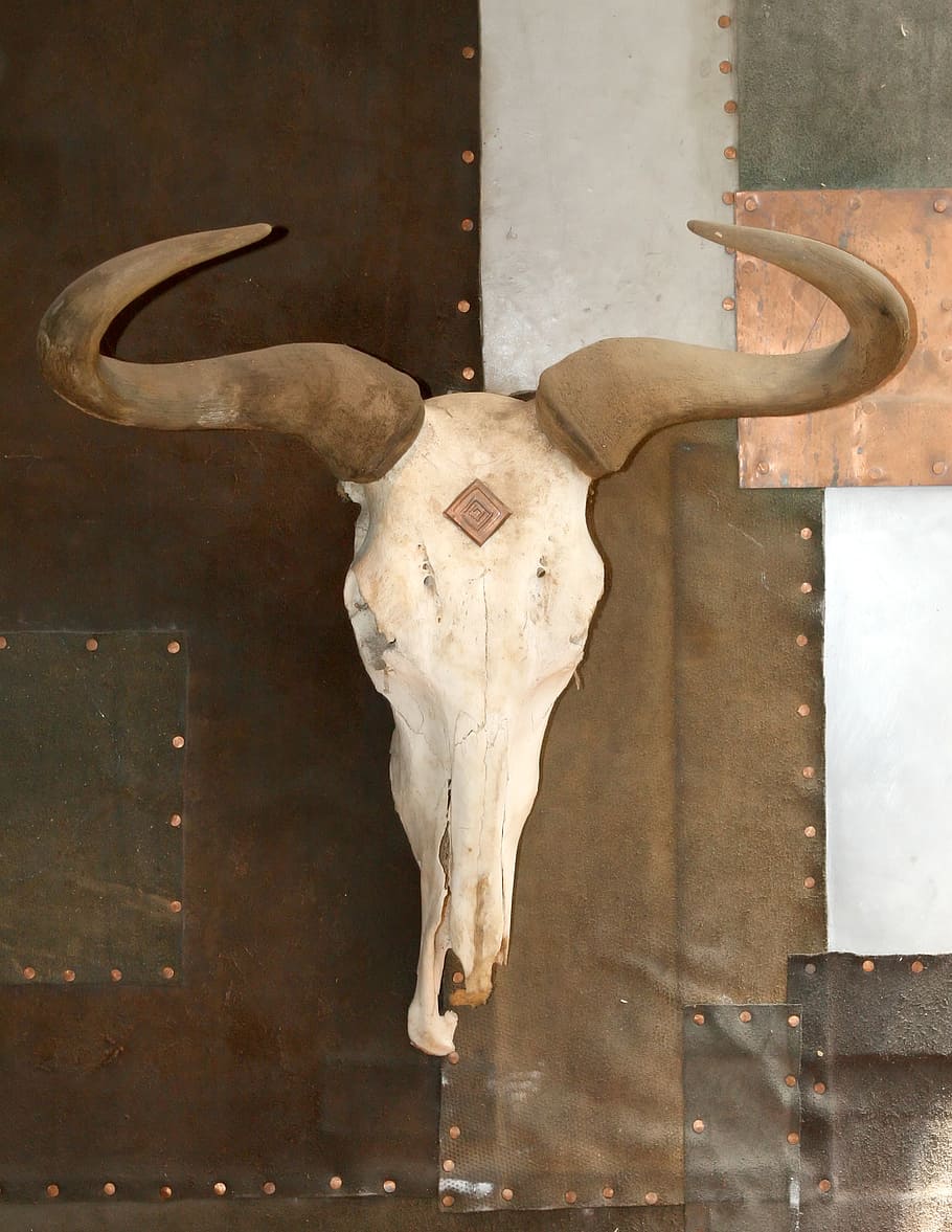 animal skull, age, aged, animal, bleached, bone, bones, bull, burlap, cattle