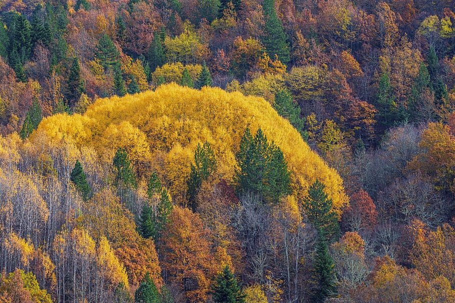 秋, 自然, 森, 風景, 木, 気分, 葉, 霧, ファンタジー, 離れ