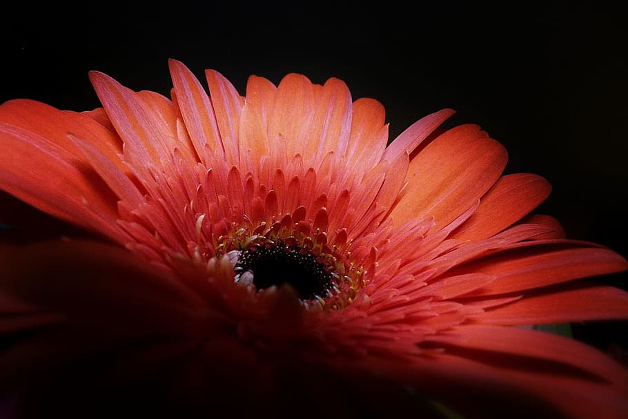 Gerbera, Flower, Plant, Nature, red, macro, close-up, flora, softened, gerbera Daisy
