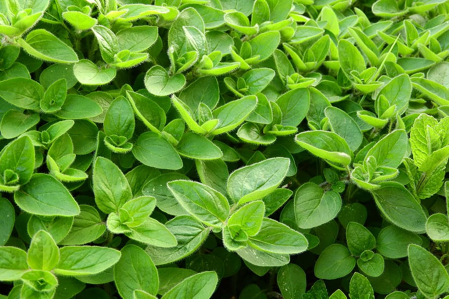 oval, green, leaf plant, marjoram, cooking, herbs in the kitchen, spices, foliage, origanum majorana, leaf