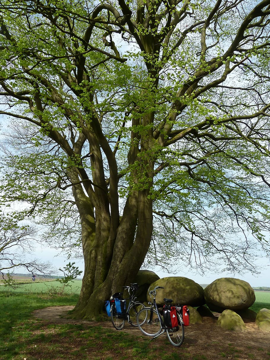 Cycling, Bicycle Tour, Trees, Dolmen, stones, break time, bicycle, outdoors, nature, sport