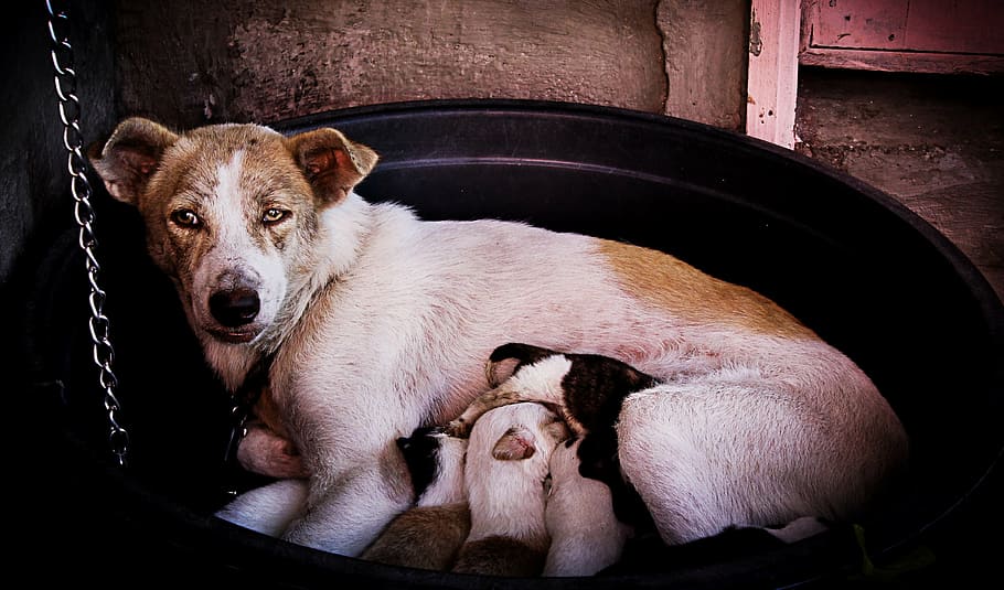 dogs, puppies, mother, eating, feeding, milk, new born, new generation, reproduction, pets