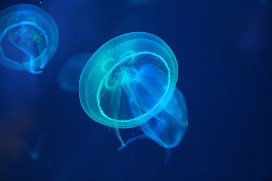 jellyfish wallpaper, jellyfish, sea, sea creatures, biology, fluorescent, animal themes, animal, invertebrate, underwater