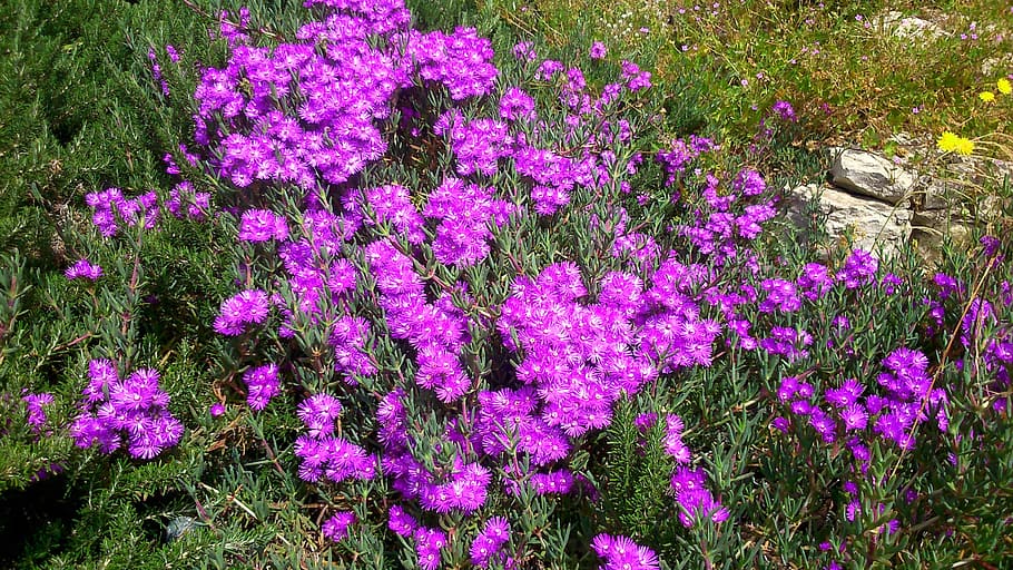 ibiza, spring, pink flowers, shrubs, flowering plant, flower, plant, pink color, beauty in nature, growth