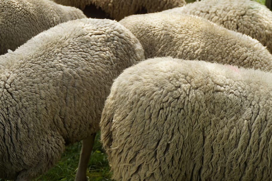 cría de ovejas, lana, pieles, piel de oveja, lana blanca, suave, cercana, producción de lana, rebaño de ovejas, ganado