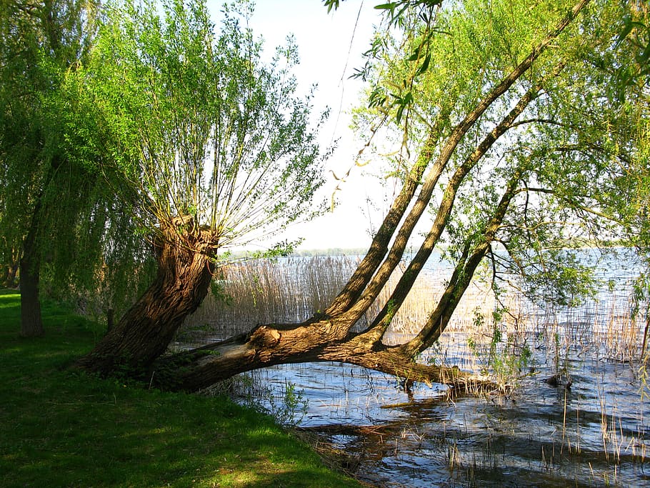 weeping willow, pasture, tree, lakeside, lake, water, plant, nature, beauty in nature, tranquility