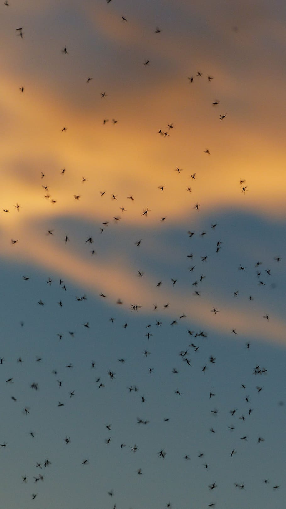 蚊の群れ, 群れ, 蚊, fliegenschwarm, バックライト, 昆虫, 非噛むミッジ, ユスリカ, ダンス蚊, 群れの蚊