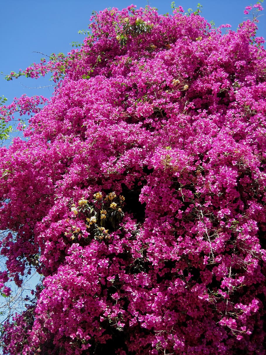 クリーパー, 背の高い, ブーゲンビリア, 濃いピンク, 明るい, 花, シャワー, 夏, 自然, ピンク色