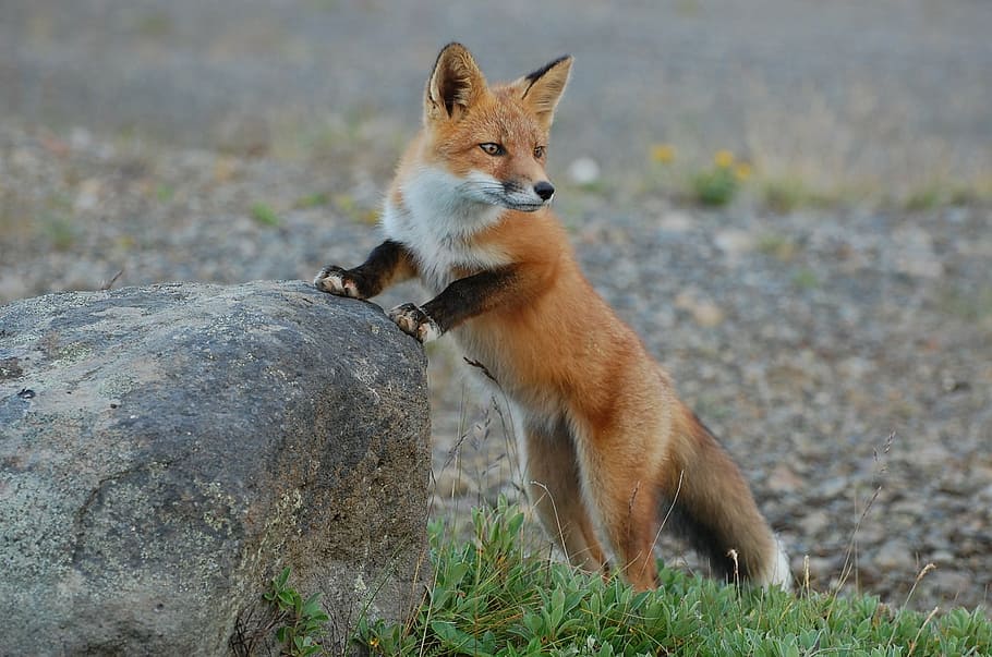 brown fox, fox, wildlife, nature, predator, vulpes vulpes, wilderness, wild, portrait, furry