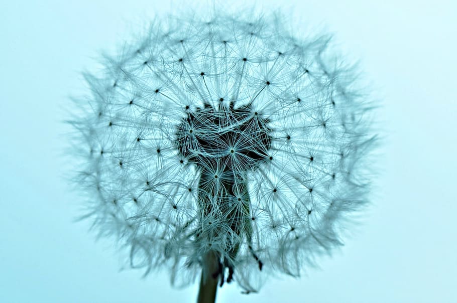 closeup, photography, white, dandelion flower, dandelion, dandelion puffball, fluffy, growth, macro, nature