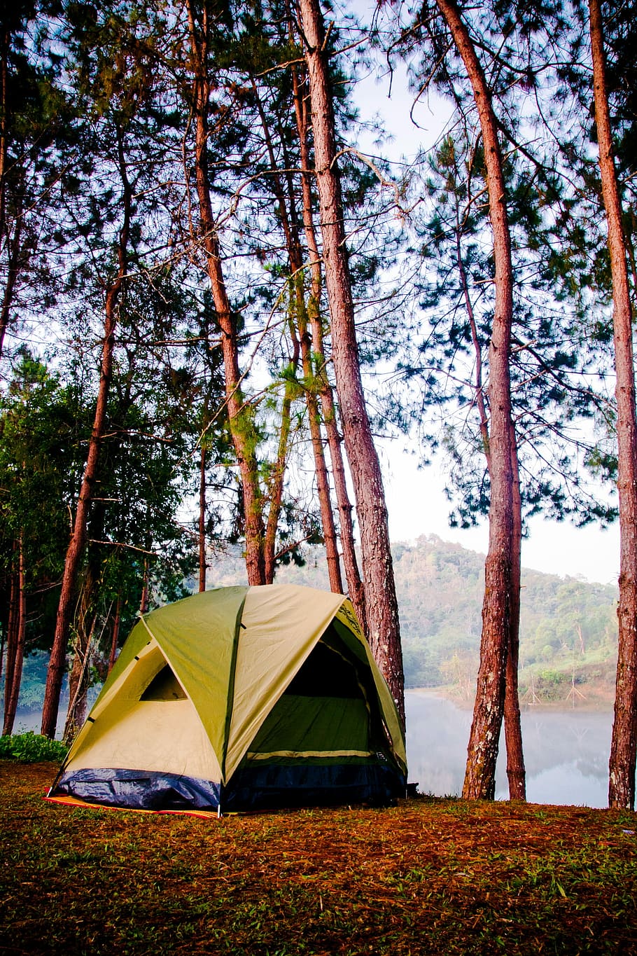 amarelo, azul, barraca, floresta, amarelo e azul, acampamento, natureza, aventura, ao ar livre, árvore